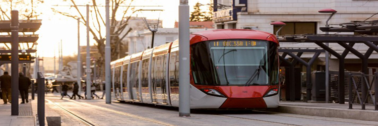 Landscaping, Tree Supply & Planting Works – Sidi Bel Abbès Tramway Line, Algeria